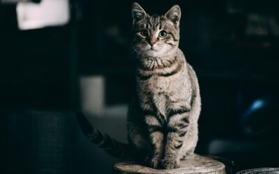 Kattens sanser