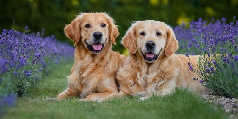 Dog,Golden,Retriever,Labrador,In,A,Field,Of,Lavender,Flowers