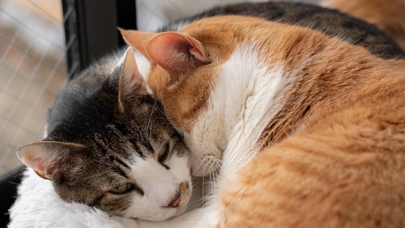 Two,Cats,Relaxing,By,The,Window