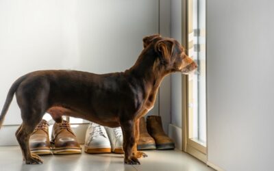 Det laver din hund, når den er alene hjemme
