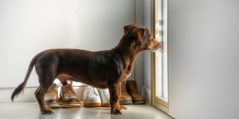 Det laver din hund, når den er alene hjemme