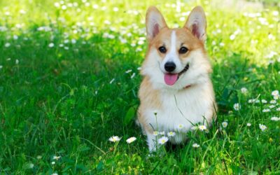 Dansk sommer for hunde