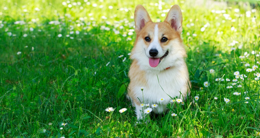 Dansk sommer for hunde