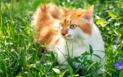 Dansk sommer for katte