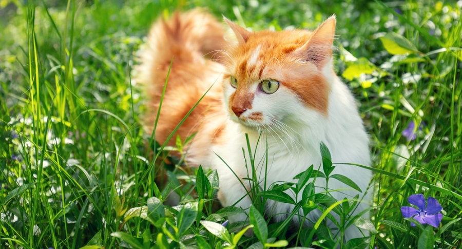 Dansk sommer for katte