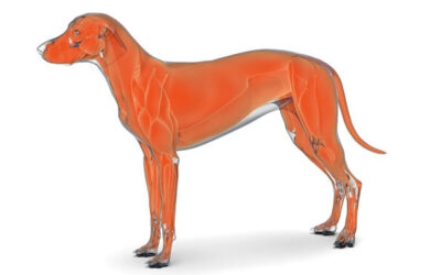 Muskelsystem hos hunde