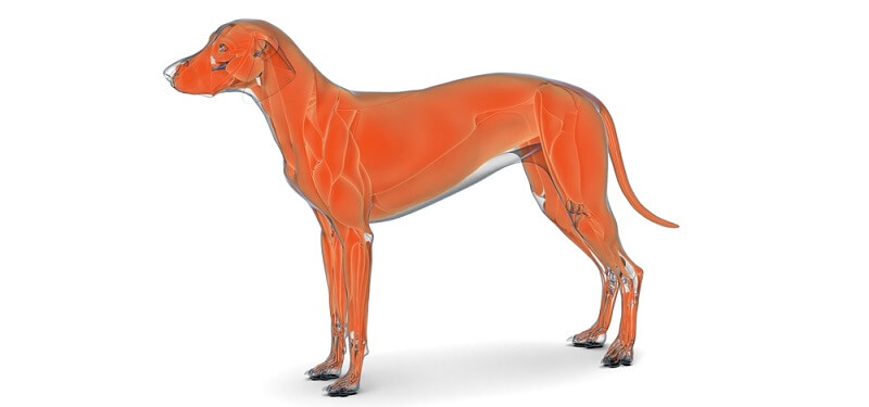 Muskelsystem hos hunde