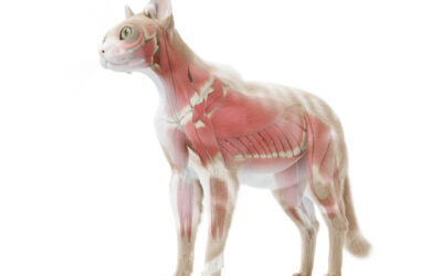 Muskelsystem hos katte