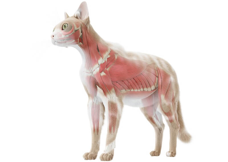 Muskelsystem hos katte